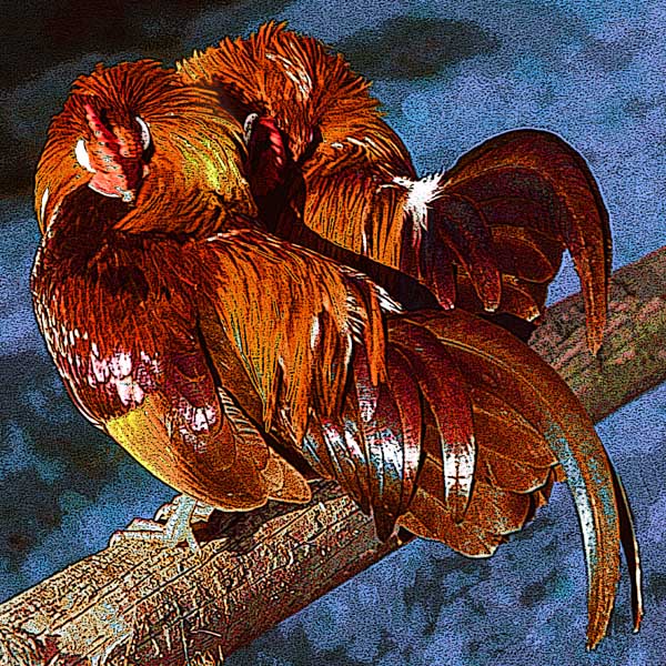 Two pals